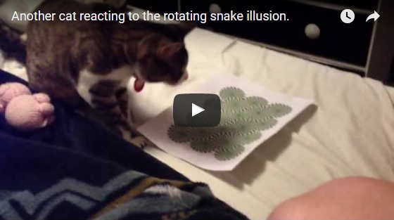 Cat
        attacking rotating snakes illusion