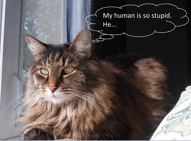 Cat thinking 'My human is so stupid.  He...'
